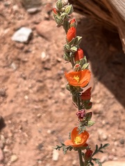 Sphaeralcea coulteri