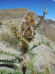 Cirsium eatonii