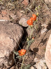 Sphaeralcea coulteri