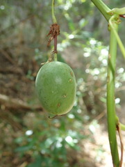 Passiflora cinnabarina