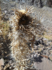 Cirsium eatonii