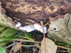Clitopilus hobsonii