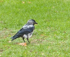 Corvus monedula