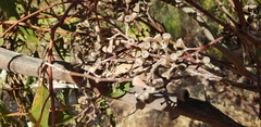 Eucalyptus loxophleba