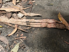 Austroargiolestes icteromelas