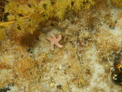 Pseudonepanthia troughtoni