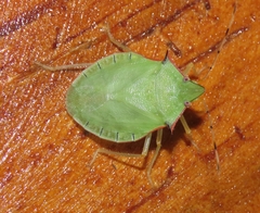 Chlorocoris distinctus