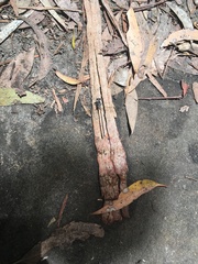 Austroargiolestes icteromelas