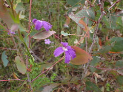 Scaevola ramosissima