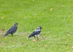 Corvus monedula