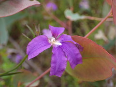 Scaevola ramosissima