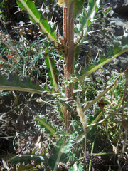 Cirsium eatonii