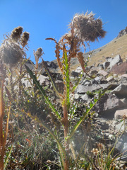 Cirsium eatonii