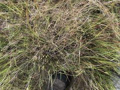 Carmichaelia australis