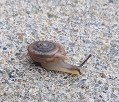 Polygyrinae