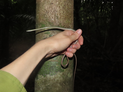 Oliver's Parrot Snake