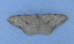 Idaea halmaea