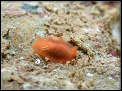 Dendrodoris fumata