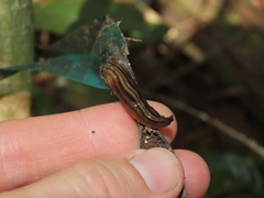 Notogynaphallia quinquestriata