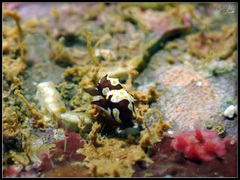 Colpodaspis thompsoni