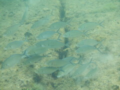Pseudocaranx georgianus