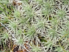 Celmisia sessiliflora