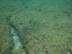 Pseudocaranx georgianus