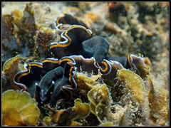 Pseudobiceros hancockanus