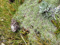 Celmisia sessiliflora