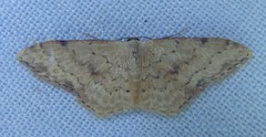Idaea halmaea