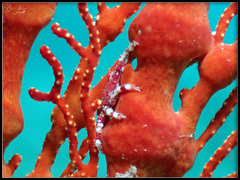 Xenocarcinus depressus