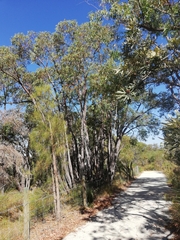 Eucalyptus marginata marginata