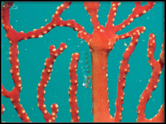 Manipontonia psamathe