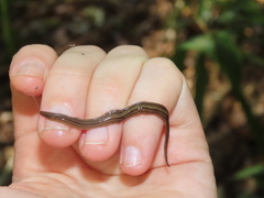 Notogynaphallia quinquestriata
