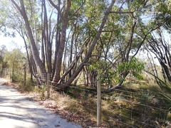 Eucalyptus marginata marginata