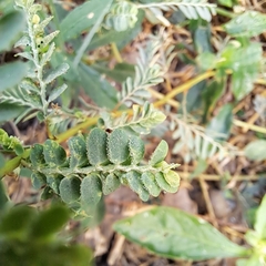 Phyllanthus