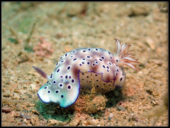 Hypselodoris tryoni
