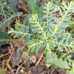 Phyllanthus