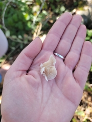 Clitopilus hobsonii