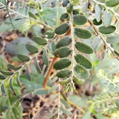 Phyllanthus