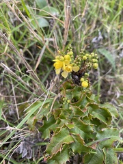 Berberis pinnata pinnata