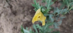 Argemone subfusiformis