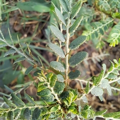 Phyllanthus
