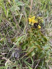 Berberis pinnata pinnata