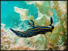 Tambja victoriae