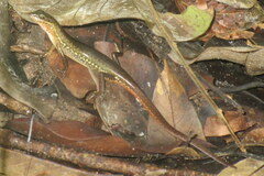 Sphenomorphus maculatus