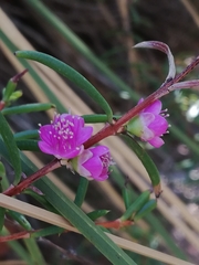 Hypocalymma robustum