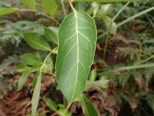 Polyscias sambucifolia observed 2023-01-26