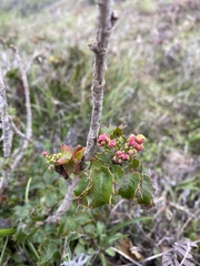 Berberis pinnata pinnata