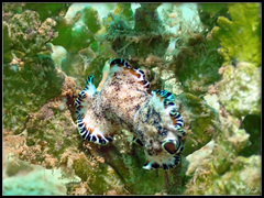 Pseudoceros leptostictus